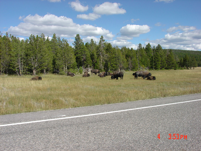 Yellowstone 2004